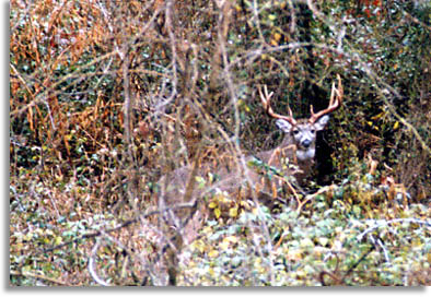 Indiana Deer