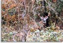 Indiana Deer