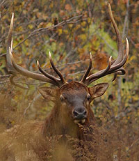 Buffalo River Bull Elk