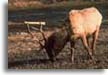 Tennessee Elk