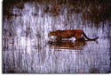 Florida Panther in Swamp