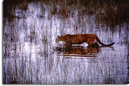 florida panther map. Outdoors - Florida Panther