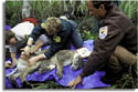 Florida Panther Reintroduction