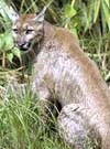 Florida Panther