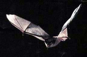 Gray Bat