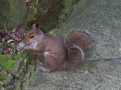 Gray Squirrel