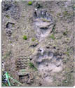 Grizzly Bear or Brown Bear Tracks