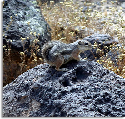 Harris' Antelope Squirrel