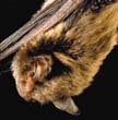 Indiana Bat