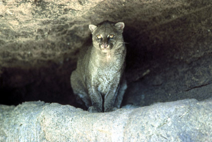 Jaguarundi