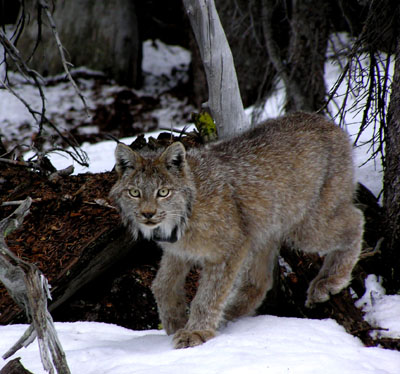 Colorado Lynx