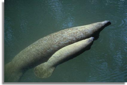 Florida Manatee