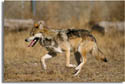 Mexican Wolf