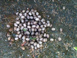 Moose Droppongs or moose scat