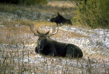 Cow & Bull Moose