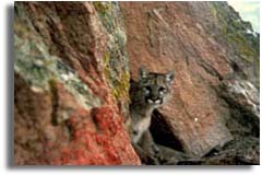 Mountain Lion