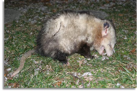 Opossum