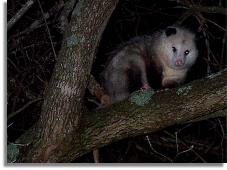 Opossum