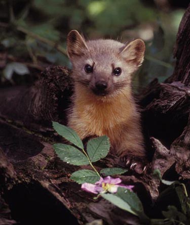 Pine Marten
