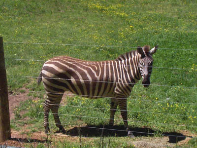 Plains Zebra