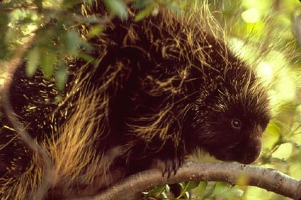 Porcupine