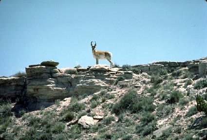 Pronghorn Antelope