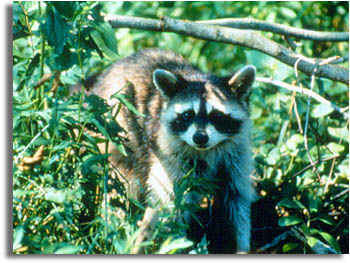 Raccoon