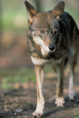 Red Wolf