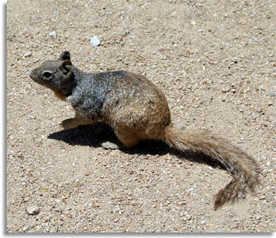 Rock Squirrel