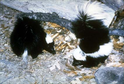 Striped Skunk