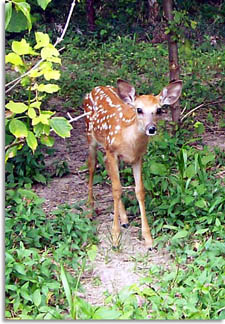 Whiteail Deer Fawn