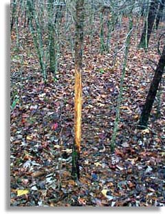 Whitetail Deer Rub