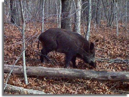 Tennessee Wild Boar