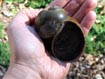 Georgia Apple Snail