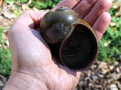 Invasive Apple Snails