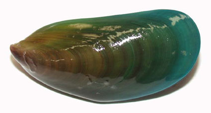 Green Mussel - Perna viridis
