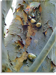 Liguss Tree Snails