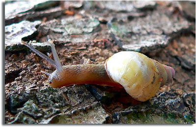 Liguus Tree Snail