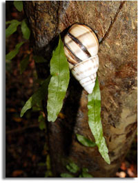 Liguus Tree Snail and Climbing Vine Fren