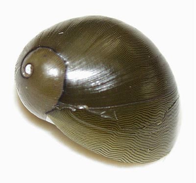 Olive Nerite
