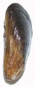 Scorched Mussel