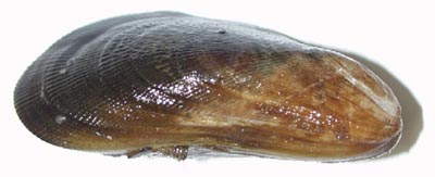 Scorched Mussel