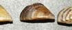 Zebra Mussels