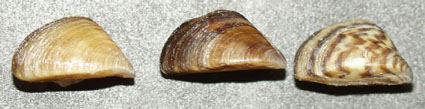 Zebra Mussels