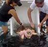 Loggerhead Sea Turtle Released