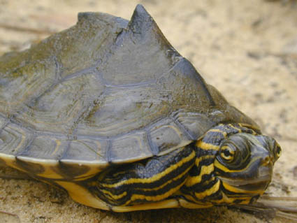 Barbour's Map Turtle