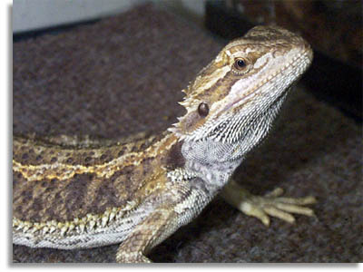 Bearded Dragon