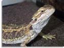 Bearded Dragon
