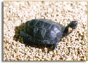 Bog Turtle