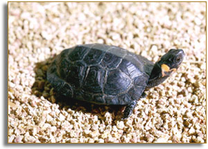 Bog Turtle